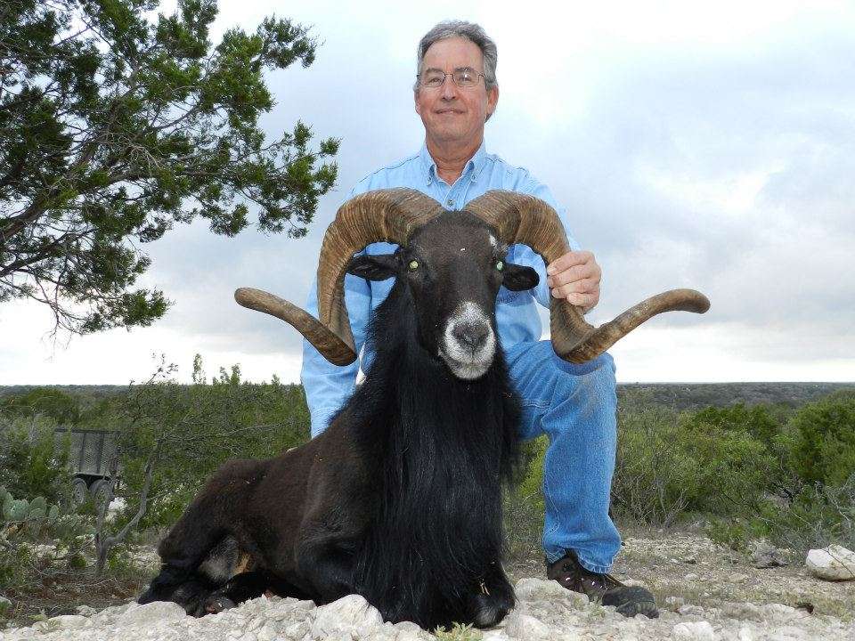 Black Hawaiian Ram Black Hawaiian Ram